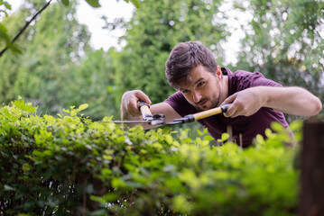 A male gardener cutting an hedge in spring yard.