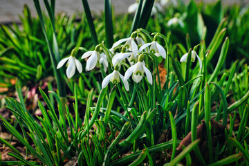 Schneeglöckchen / Frühblüher