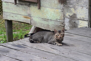 a relaxed cat, waiting for food from its master