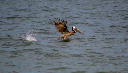 pelican taking flight