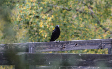 crow on the fence