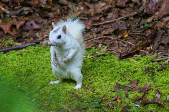 white squirrel