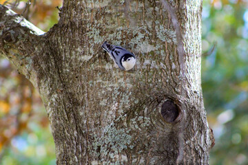 white breasted nut hatch