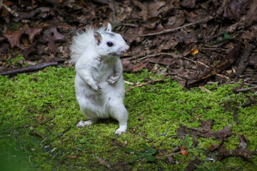 white squirrel in the woods © Lynsview
