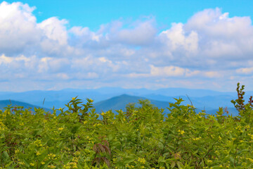 Obraz premium field and blue sky