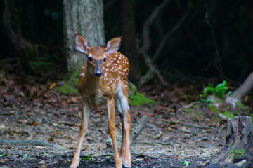 Forest fawn