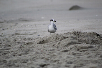 seagull on the beach