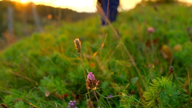 Feet in the grass in the rays of the sunset.Summer evening walks and travel.Hiking and walking. Unity with nature.sustainable design aesthetics.Inspiring nature. 4k footage