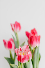 Pink tulips and engagement rings with diamonds on white background. Background for Valentine's Day. Gift for Mother's Day, international Women's Day, March 8th. Spring Mock ups. Space for text