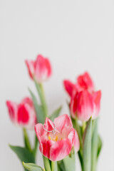 Fototapeta premium Pink tulips and engagement rings with diamonds on white background. Background for Valentine's Day. Gift for Mother's Day, international Women's Day, March 8th. Spring Mock ups. Space for text