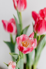 Pink tulips and engagement rings with diamonds on white background. Background for Valentine's Day. Gift for Mother's Day, international Women's Day, March 8th. Spring Mock ups. Space for text