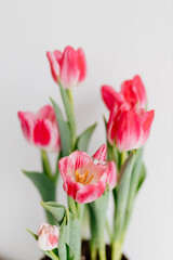 Pink tulips and engagement rings with diamonds on white background. Background for Valentine's Day. Gift for Mother's Day, international Women's Day, March 8th. Spring Mock ups. Space for text