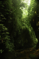 Obraz premium Waterfall and mountain river in the jungle, Bali.