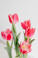 Fototapeta premium Pink tulips and engagement rings with diamonds on white background. Background for Valentine's Day. Gift for Mother's Day, international Women's Day, March 8th. Spring Mock ups. Space for text