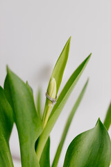 An engagement ring in white gold with a diamond lies in a bouquet of white tulips on white background. Gift for Women's Day, Valentine's Day. Beautiful spring background with green leaves. Mock up