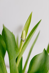 An engagement ring in white gold with a diamond lies in a bouquet of white tulips on white background. Gift for Women's Day, Valentine's Day. Beautiful spring background with green leaves. Mock up