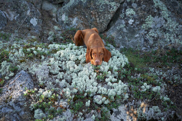 Hungarian Vizsla on stone in the forest at sunset. Dog in nature. Hiking with a pet in woods
