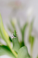 An engagement ring in white gold with a diamond lies in a bouquet of white tulips on white background. Gift for Women's Day, Valentine's Day. Beautiful spring background with green leaves. Mock up