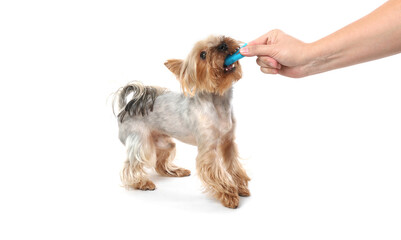 Man brushing dog's teeth on white background, closeup