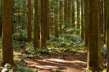 sun shining through the forest