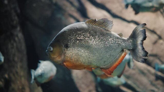 A close-up of a slowly swimming piranha with a school in the background