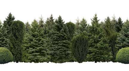 Many different coniferous trees on white background