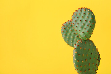 Beautiful Opuntia cactus on yellow background, closeup. Space for text