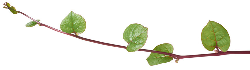 malabar spinach or ceylon spinach climbing plant isolated, basella alba, aka vine or indian...