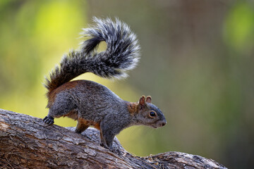 squirrel in the park