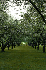 Fototapeta na wymiar blooming apple orchard, spring, background.