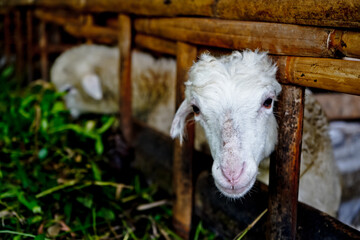 Close-up of a baby goat on a traditional goat farm - obrazy, fototapety, plakaty