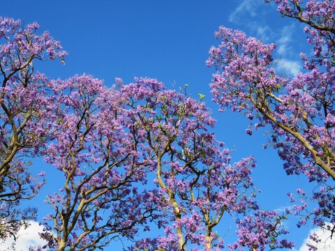 jacaranda trees bloom in spring 