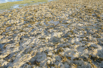 A beach with seaweed on it