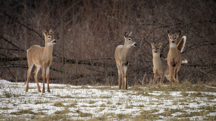 herd of deer