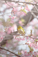 満開の河津桜の蜜を吸いにきたメジロ
