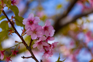 Fototapeta na wymiar Kawazu cherry blossoms in full bloom at the park close up handheld