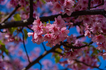 Kawazu cherry blossoms in full bloom at the park close up handheld