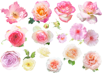 切り抜き透過素材セットーピンクの薔薇