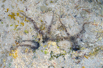 Obraz na płótnie Canvas A starfish is lying on the sand in the shallow water