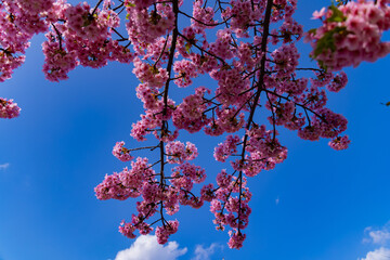 Kawazu cherry blossoms in full bloom at the park long shot