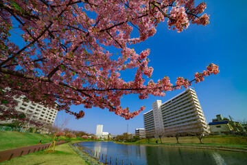 Obraz premium Kawazu cherry blossoms in full bloom at the park wide shot