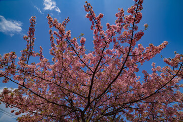 Kawazu cherry blossoms in full bloom at the park