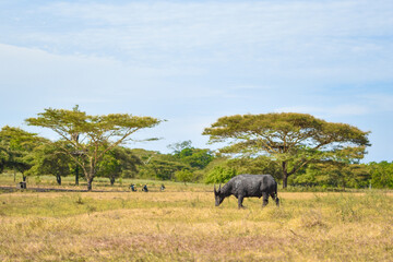 Naklejka na ściany i meble wildebeest in the serengeti park