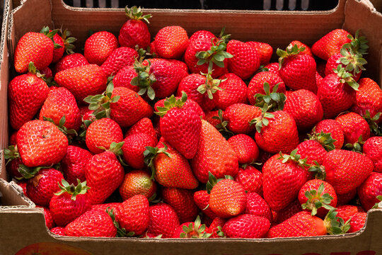 Frutillas rojas, natural, org&aacute;nicas, frescas y sabrosas en caja de cart&oacute;n