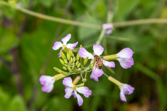 Honey Bee Pollinating Purple Garden Radish Wildflowers