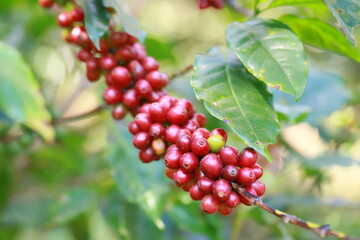 Red coffee plant farm beans on brance harvest red raw Coffee.green Robusta and arabica coffee berries by agriculturist hands,Worker Harvest arabica coffee berries on its branch, agriculture concept.