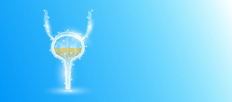 Human bladder anatomy form line triangles connecting on blue background. Futuristic glowing organ hologram translucent white and copy space for text. Medical anatomical concept. Modern design vector.