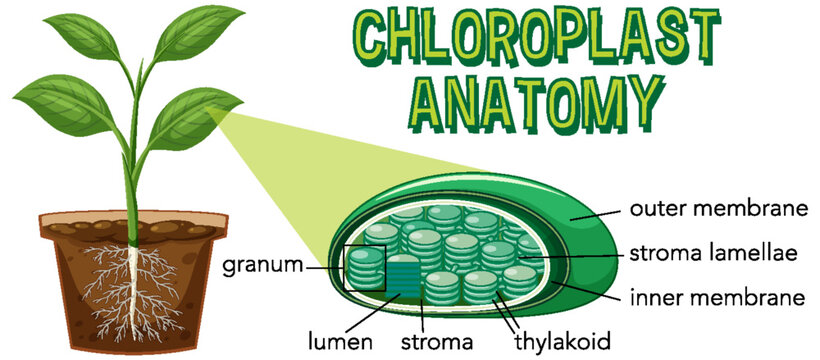 Diagram of Chloroplast Anatomy for Biology and Life Science Education
