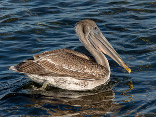 Pelecanus occidentalis