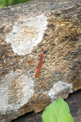 Trigoniulus corallinus sometimes called the rusty millipede or asian millipede
